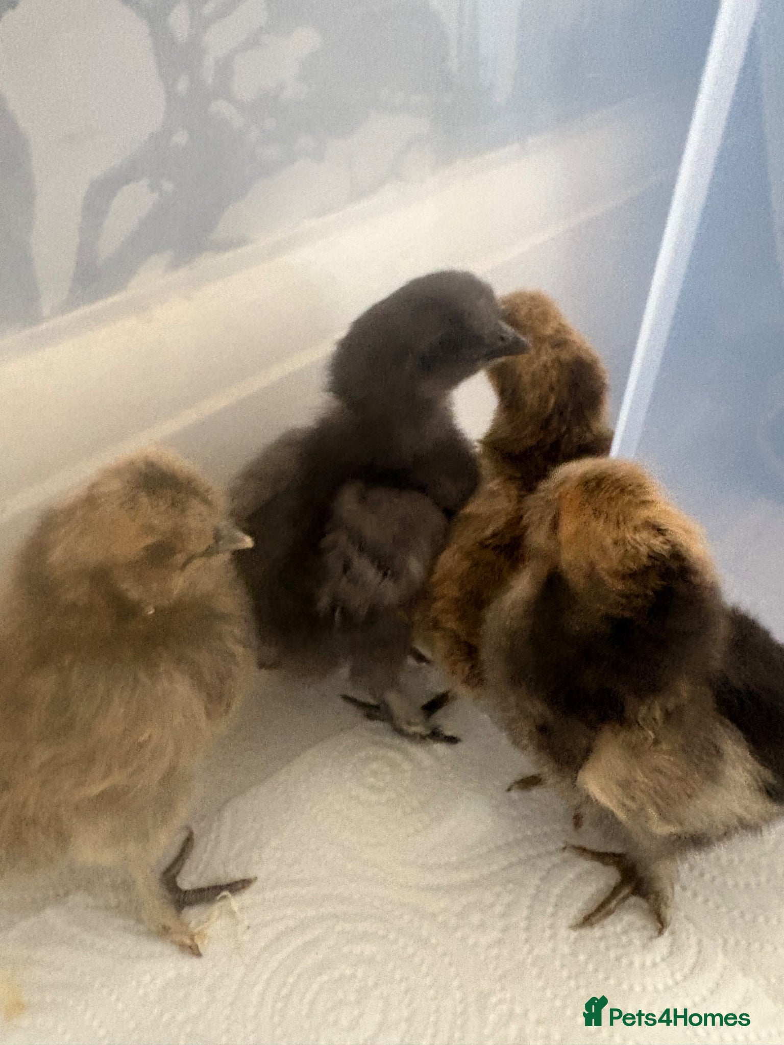 Chickens poultry silkie chicks  - Advert 3