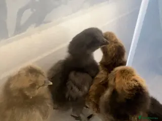 Chickens poultry silkie chicks - Advert 3