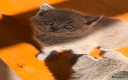 British Shorthair cats for sale: 🌟 Adorable British Shorthair Kittens – Ready! 🌟 - Image 14