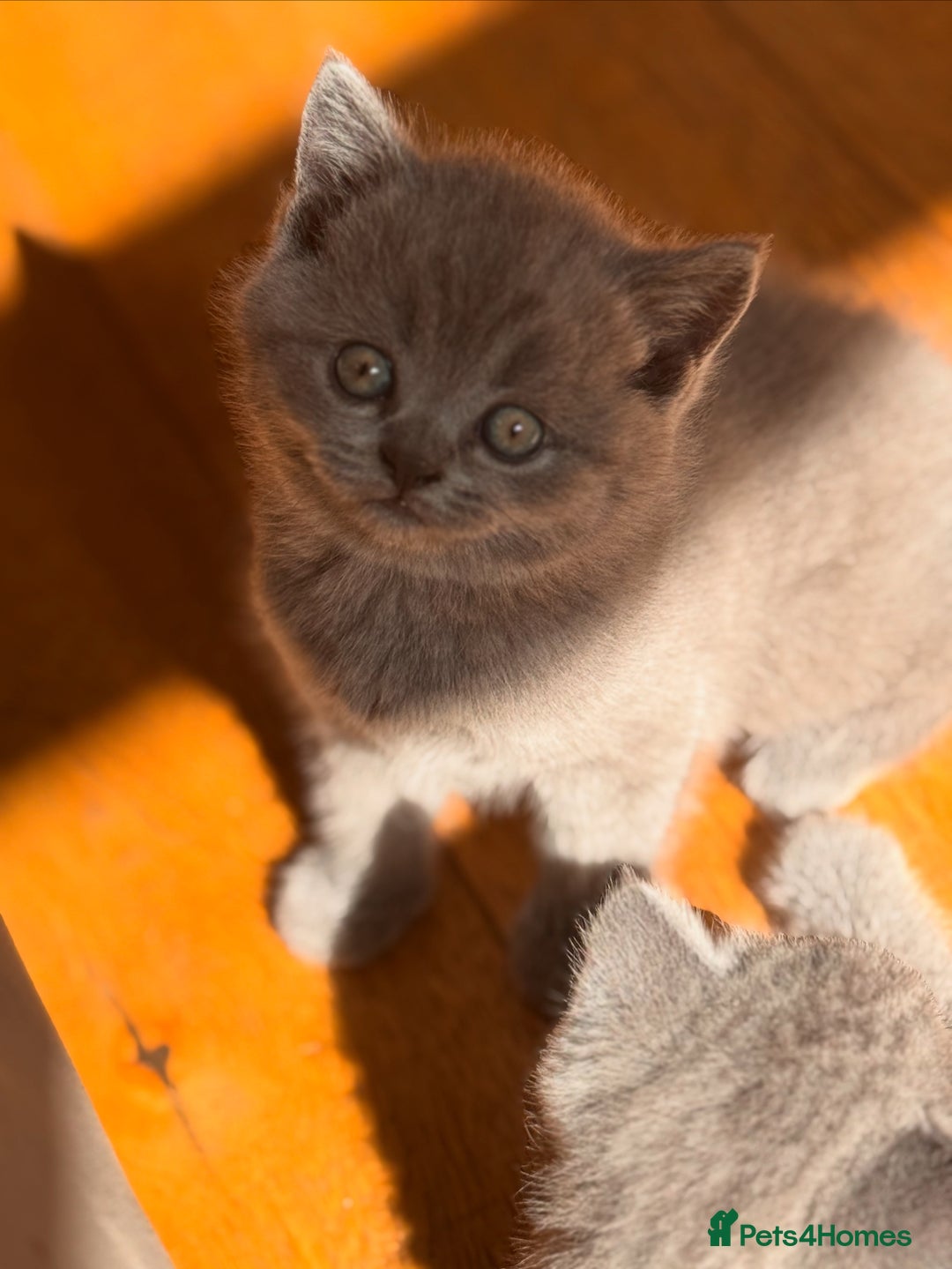 British Shorthair cats for sale: 🌟 Adorable British Shorthair Kittens – Ready! 🌟 - Image 14