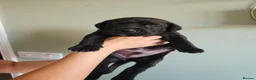 Cane Corso dogs for sale: Beautiful cane corso x puppies  - Advert 9