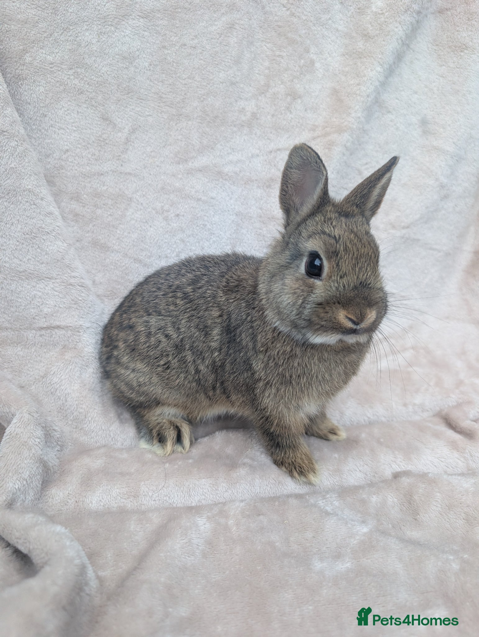 Mixed Breed rabbits Different Breeds Available - Lops/Rex/Dutch/Nethys - Advert 17