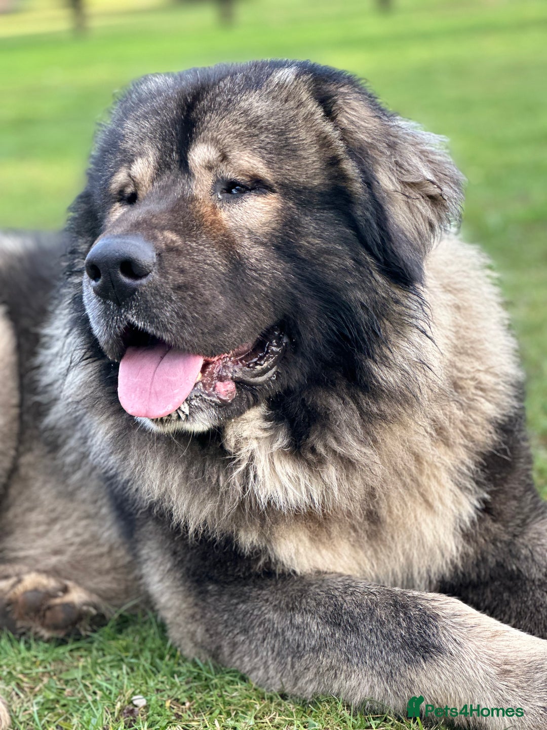 Caucasian Shepherd Dog dogs for sale: Caucasion Shepherd Puppies - Advert 8