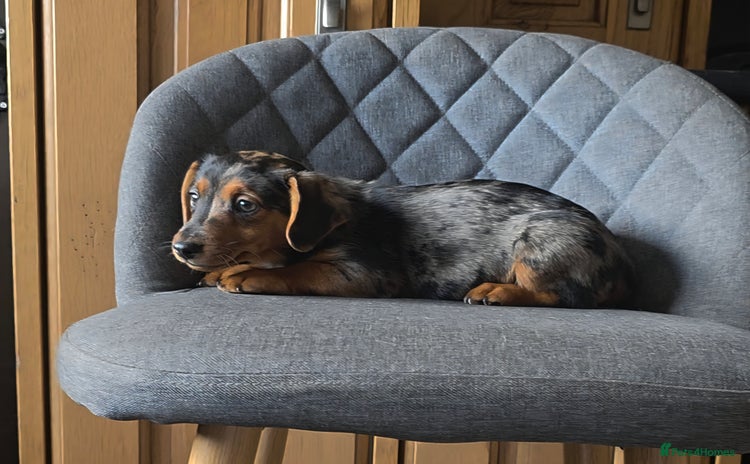 Mixed Breed dogs - Advert 2