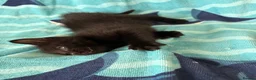 Mixed Breed cats for sale: Kittens, black and white - Advert 33