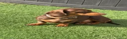 Miniature Dachshund dogs for sale: Miniature dashchund  - Advert 2