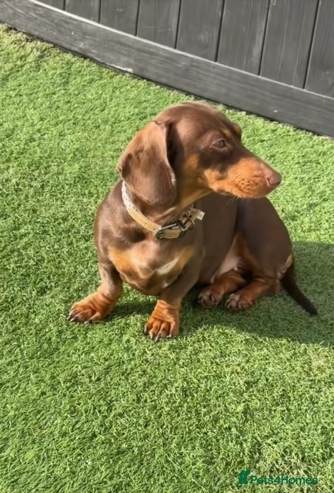 Miniature Dachshund dogs for sale: Miniature dashchund  - Advert 2