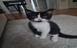 Mixed Breed cats for sale: Beautiful and very playful Male kitten 😸  - Image 5