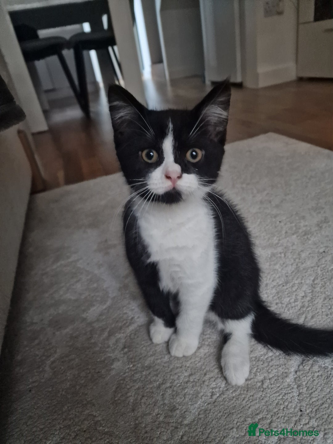 Mixed Breed cats for sale: Beautiful and very playful Male kitten 😸  - Image 5