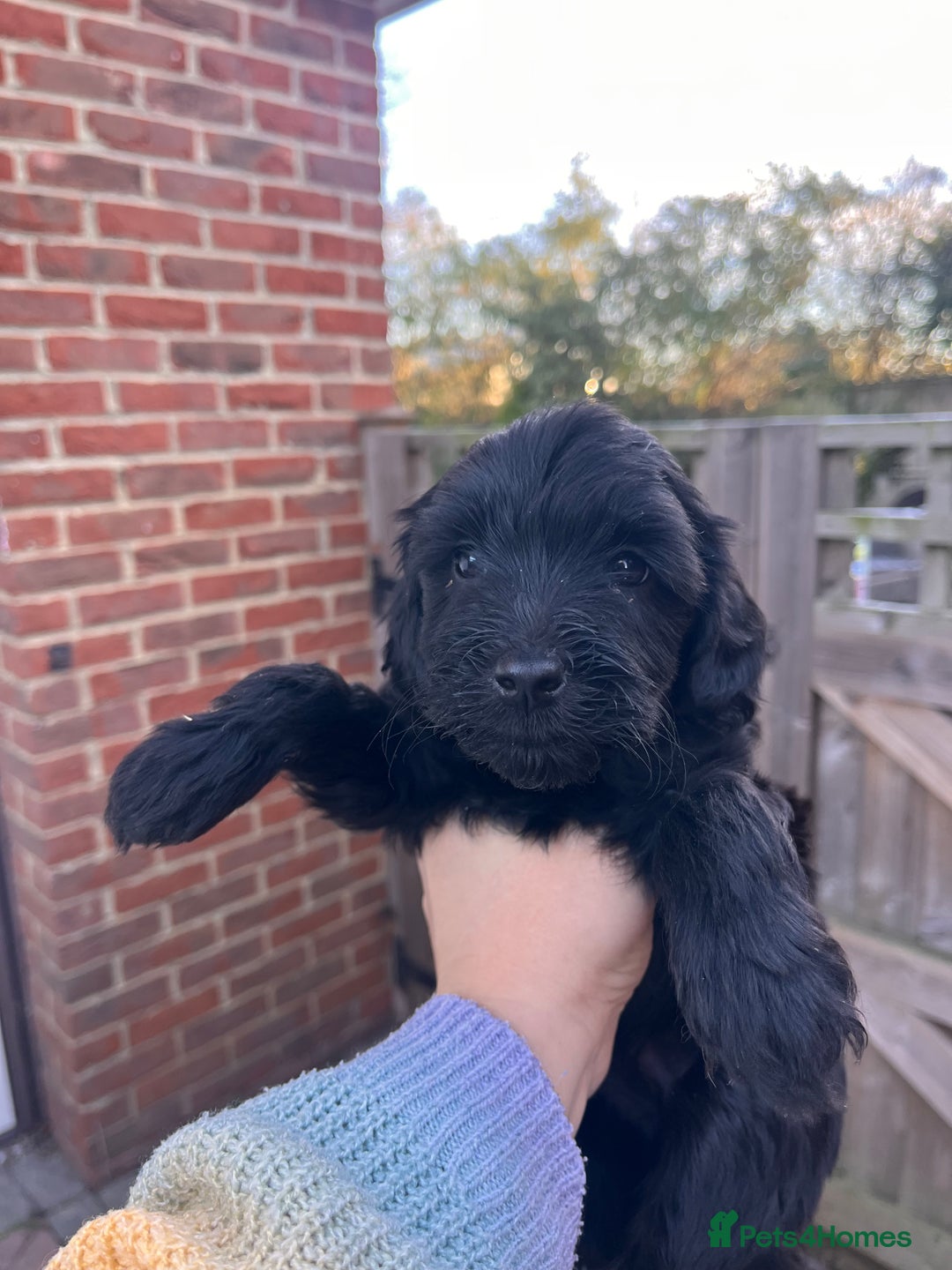 Australian Labradoodle dogs for sale: Home raised, DNA tested, Australian Labradoodles - Advert 8