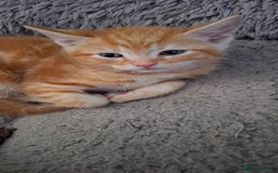Mixed Breed cats for sale: Kittens looking for a forever home 🏡  - Image 11