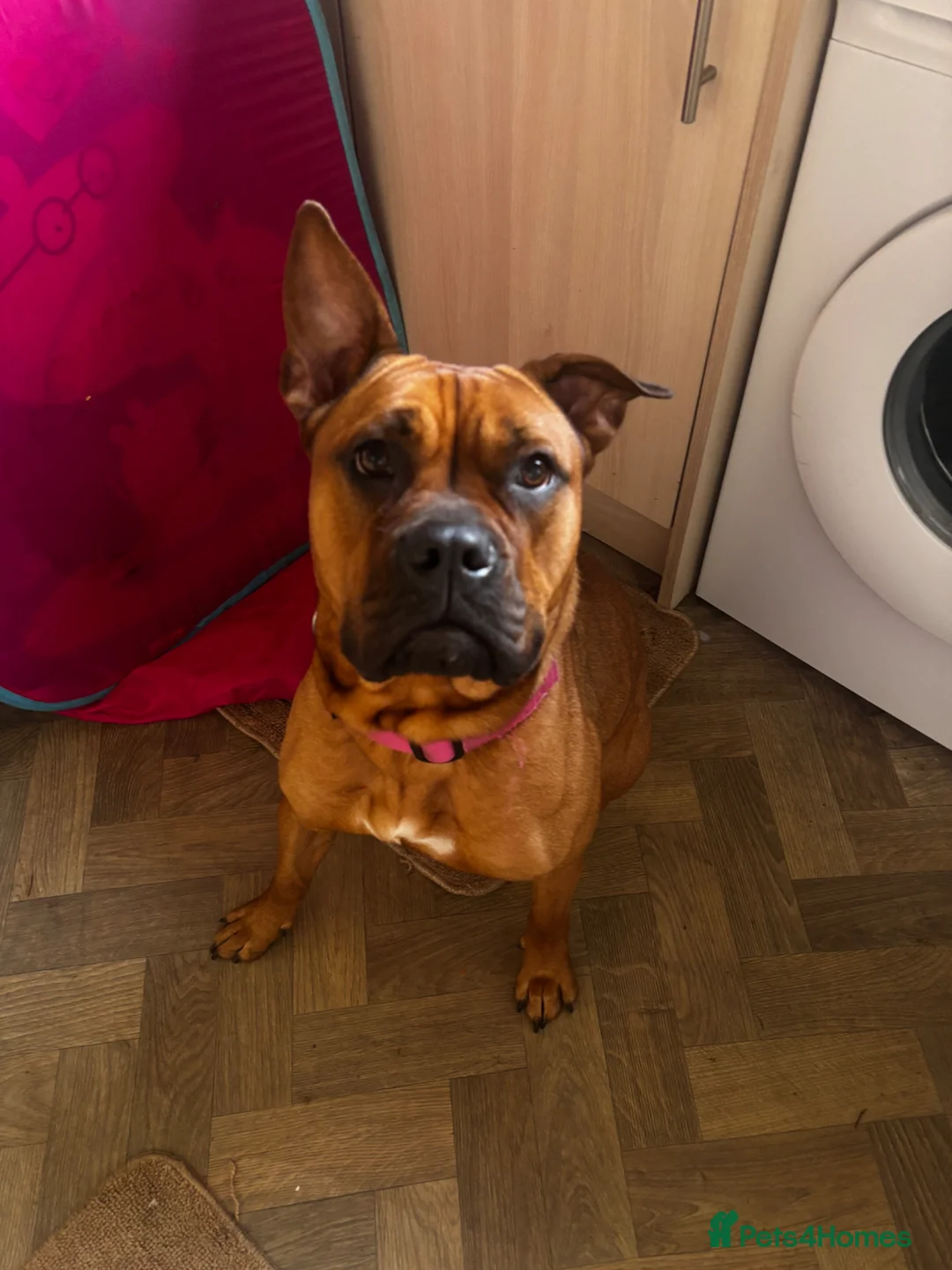 Mixed Breed dogs for sale: Maya dog in Glasgow - Advert 2