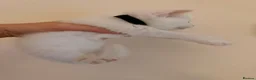 Mixed Breed cats for sale: Beautiful white kittens  - Advert 14