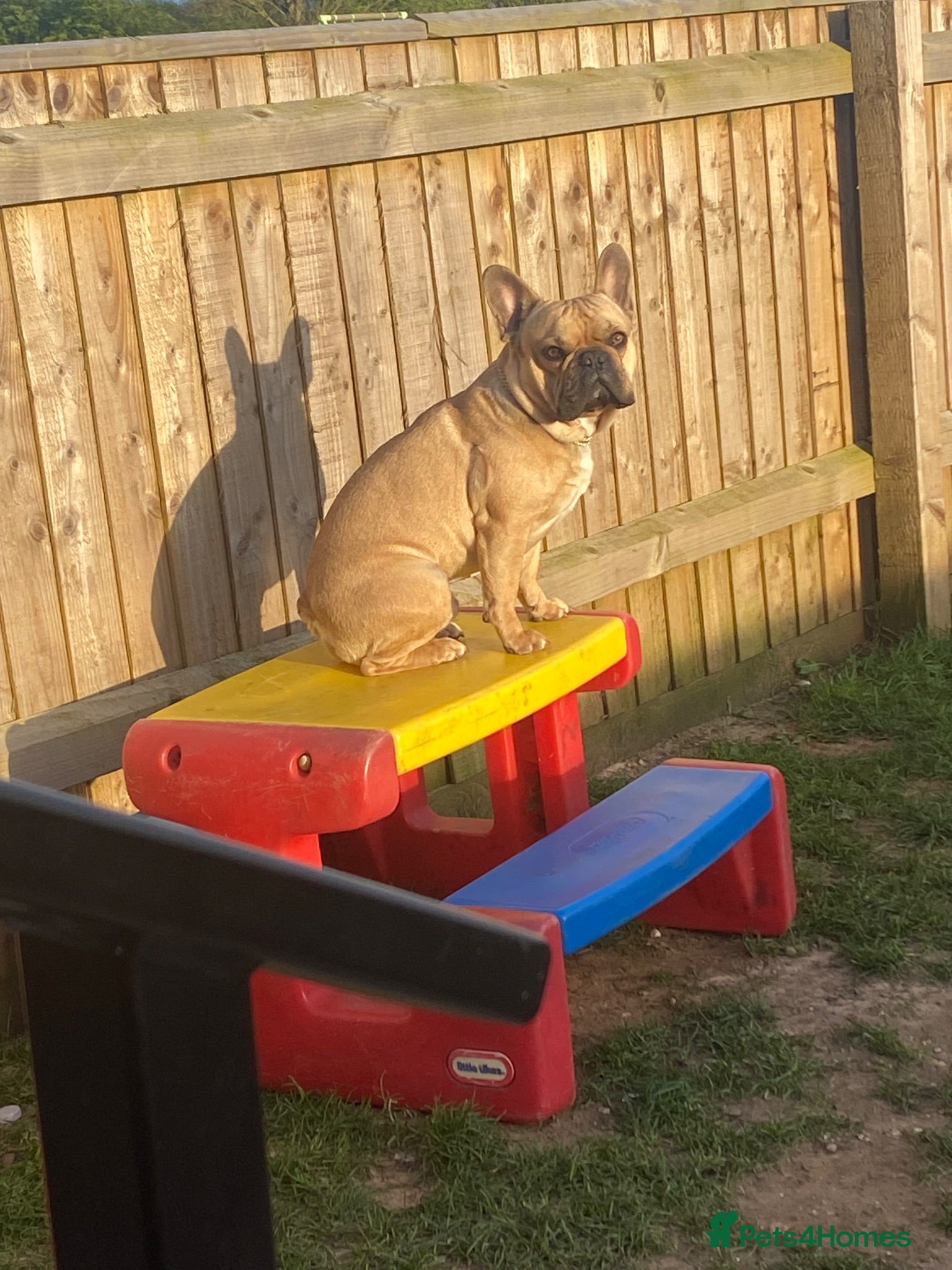 French Bulldog dogs George French bulldog (rehoming) - Advert 1