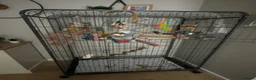 Parrots birds for sale: African Grey with lots of toys & food with cage  - Advert 4