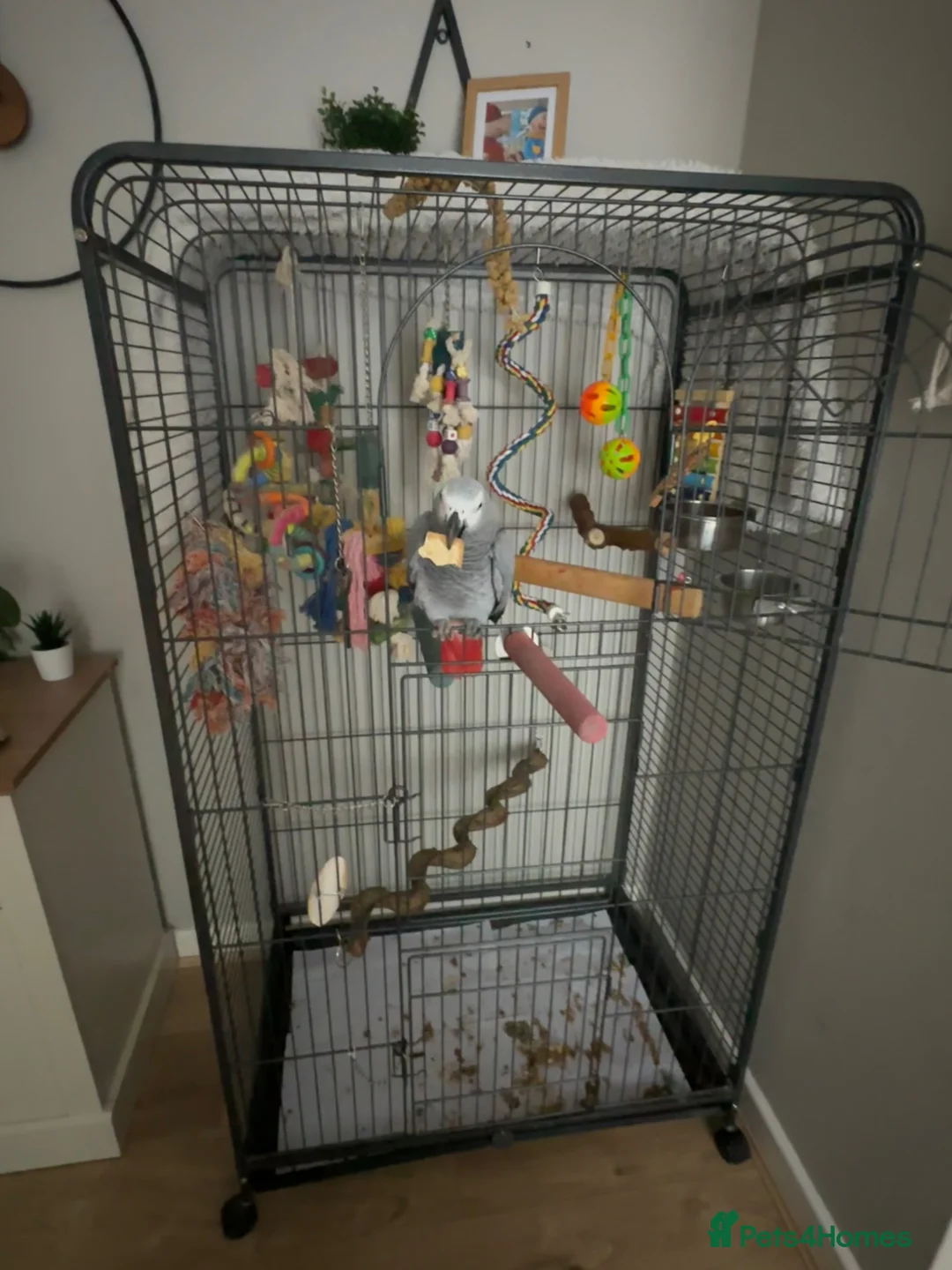 Parrots birds for sale: African Grey with lots of toys & food with cage  - Advert 4