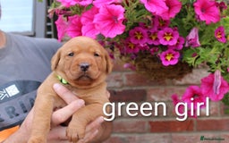 Labrador Retriever dogs for sale: KC REG FOX RED LABRADOR PUPPIES - Image 4