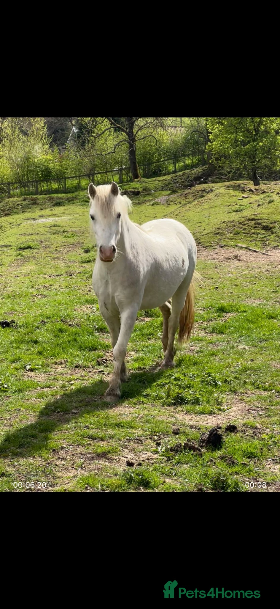 Welsh Section A horses Stunning Section A Gelding - Advert 1
