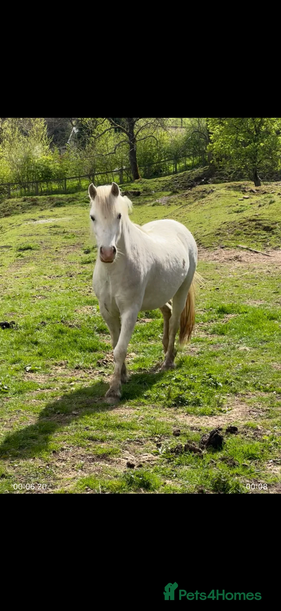 Welsh Section A horses for sale: Stunning Section A Gelding in Pickering - Advert 1
