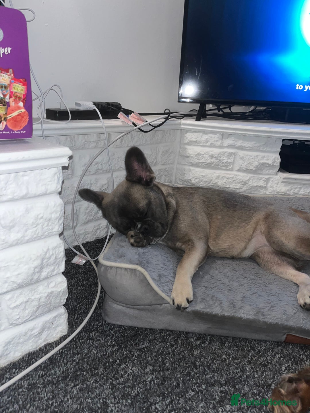 French Bulldog dogs for sale: French bulldog  - Image 12