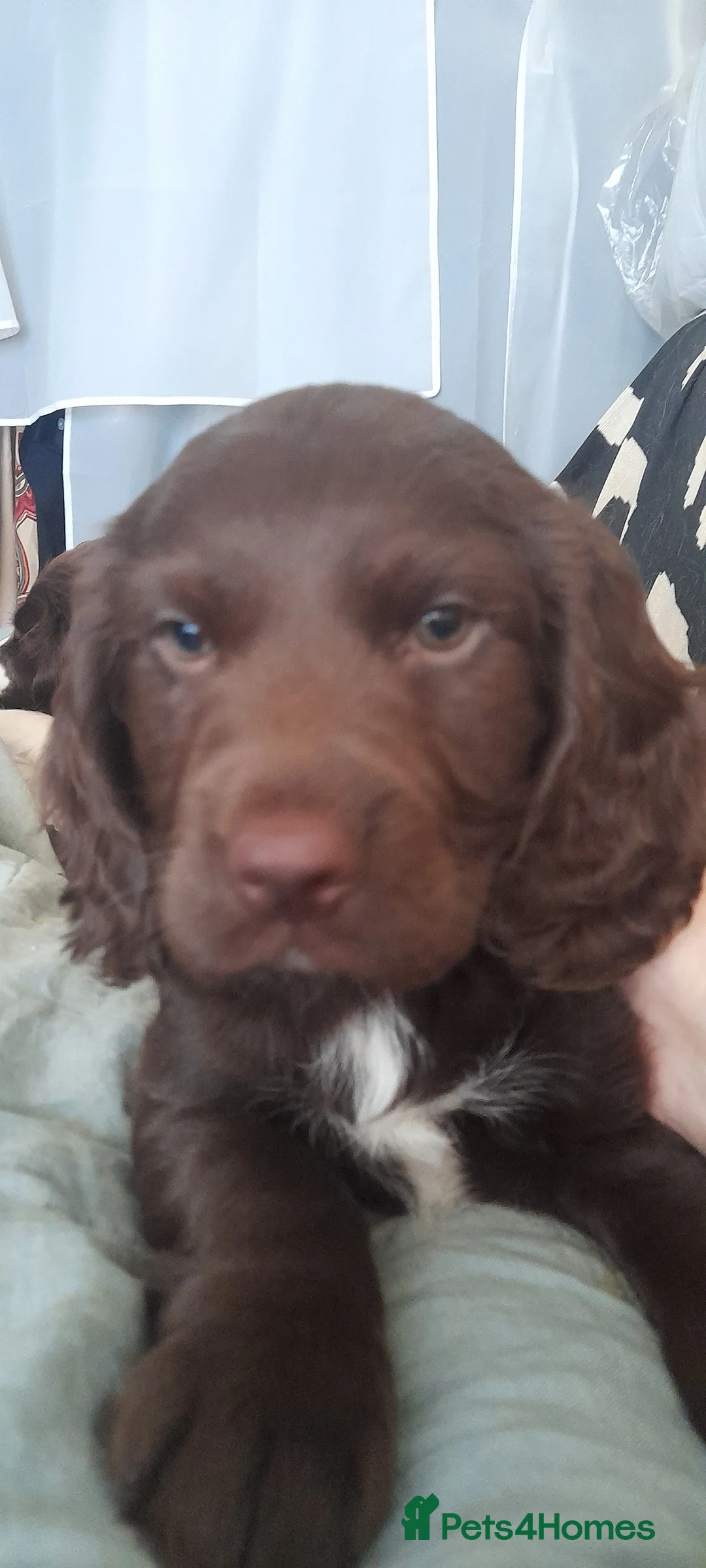 Sprocker dogs for sale: Beautiful Chocolate Sprocker  - Advert 4