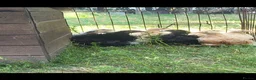 Chickens poultry for sale: Pekin bantam pullets  - Advert 2