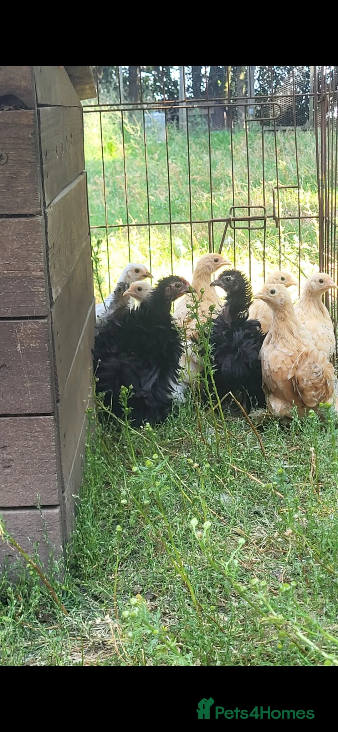 Chickens poultry for sale: Pekin bantam pullets  - Advert 2