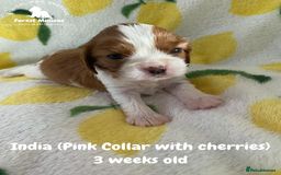 Cavalier King Charles Spaniel dogs for sale: Excessively tested Cavalier King Charles Spaniels - Image 10