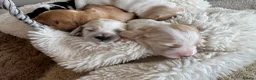 Cocker Spaniel dogs for sale: Show type cocker spaniel puppie  - Advert 13
