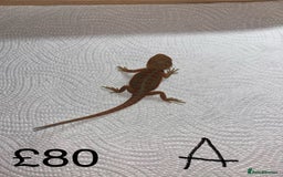 Bearded Dragon reptiles for sale: Various Baby Bearded Dragons For Sale - Advert 2