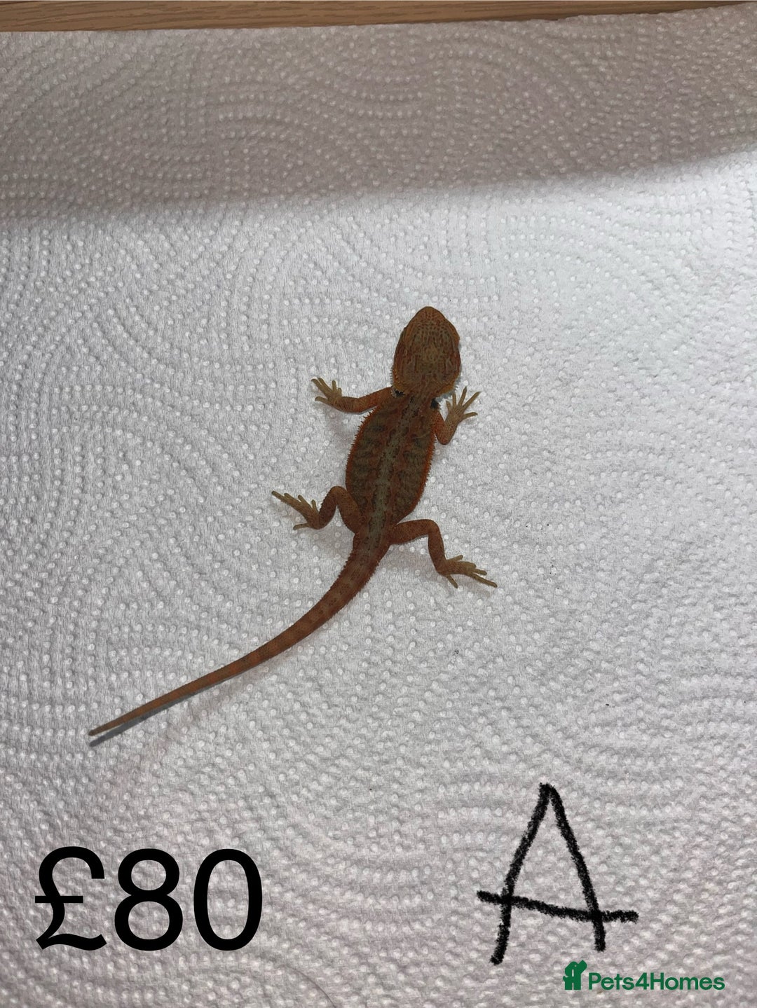 Bearded Dragon reptiles for sale: Various Baby Bearded Dragons For Sale - Advert 2