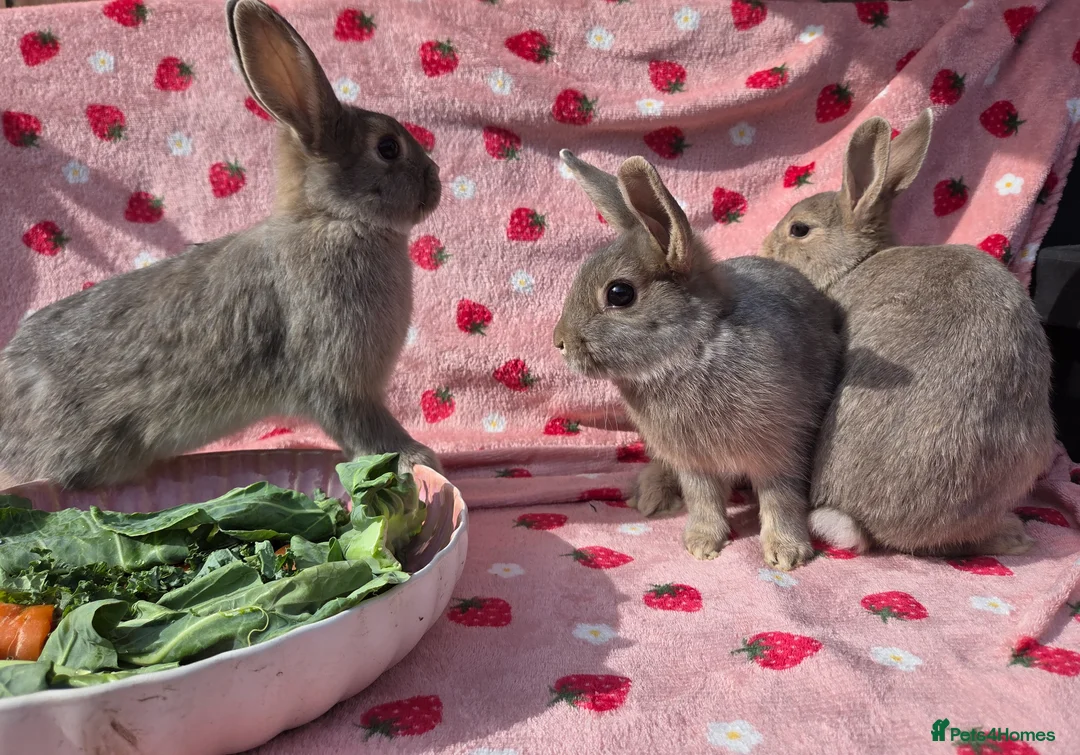 Mixed Breed rabbits for sale: 4 very tame Blue fawn plush mini lop rabbit - Advert 38