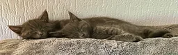 Mixed Breed cats for sale: Weaned and socialised cubs ❤️ in Shrewsbury - Advert 6