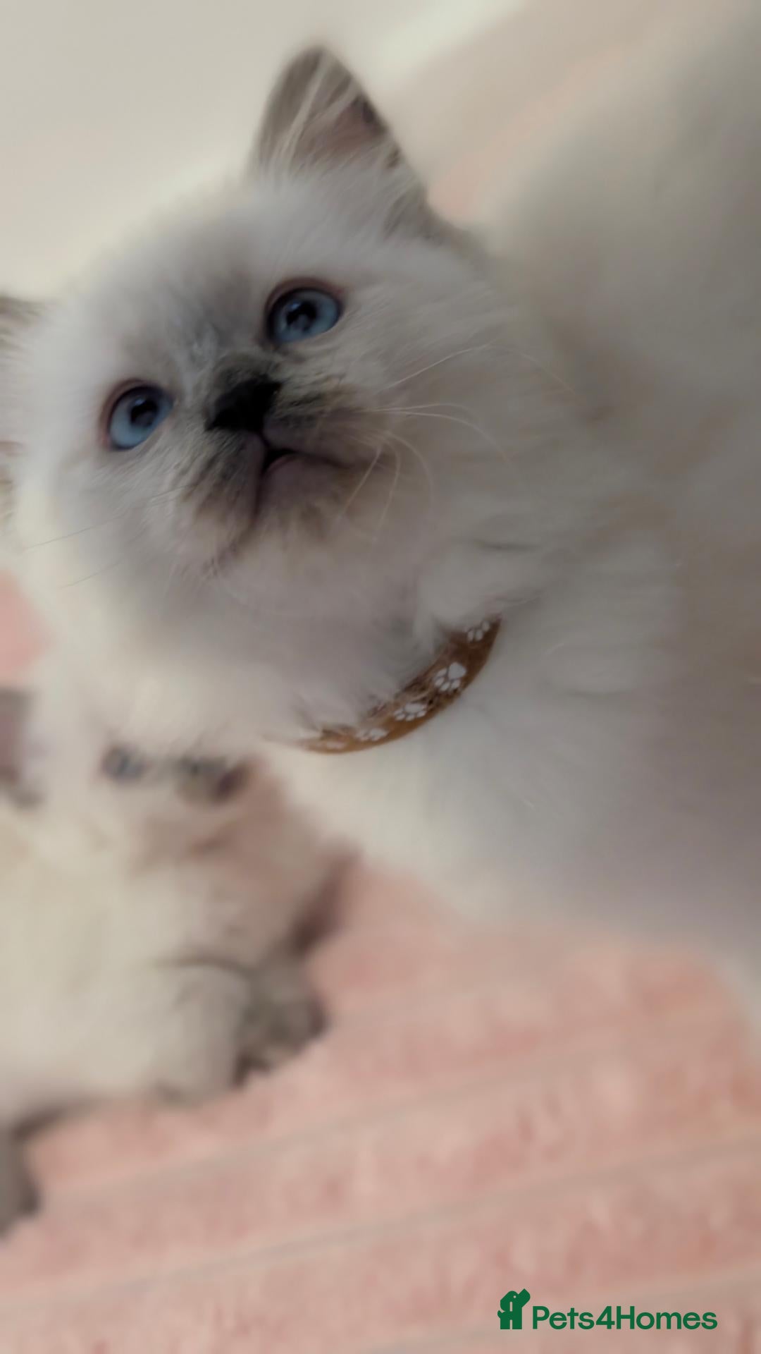 Ragdoll cats Ragdoll X Kittens Ready for New Homes Now - Advert 9