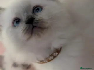Ragdoll cats Ragdoll X Kittens Ready for New Homes Now - Advert 9