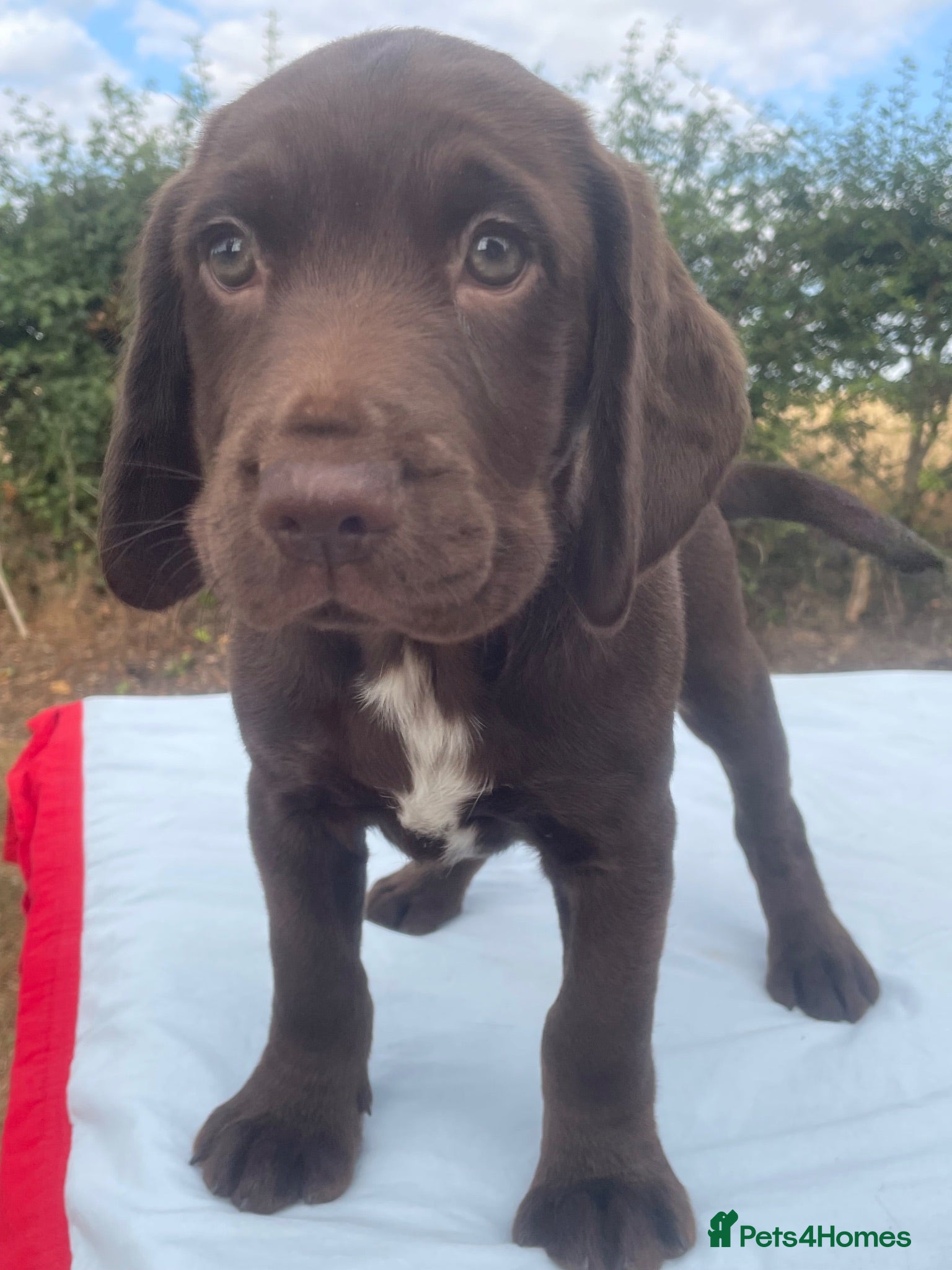 Mixed Breed dogs Beautiful Working Cocker cross Springador pups. - Advert 1