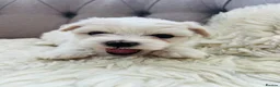 Maltese dogs for sale: Maltese puppies-small size !!!  - Advert 7