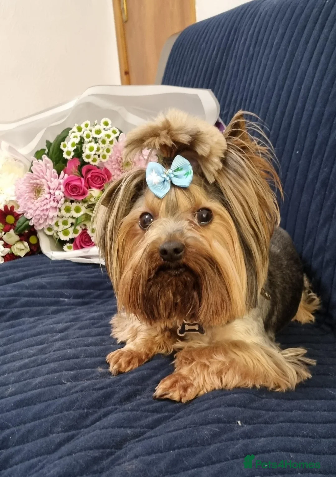 Yorkshire Terrier dogs for sale: Beautiful Yorkshire Terrier  - Advert 9