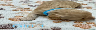 Cockapoo 3