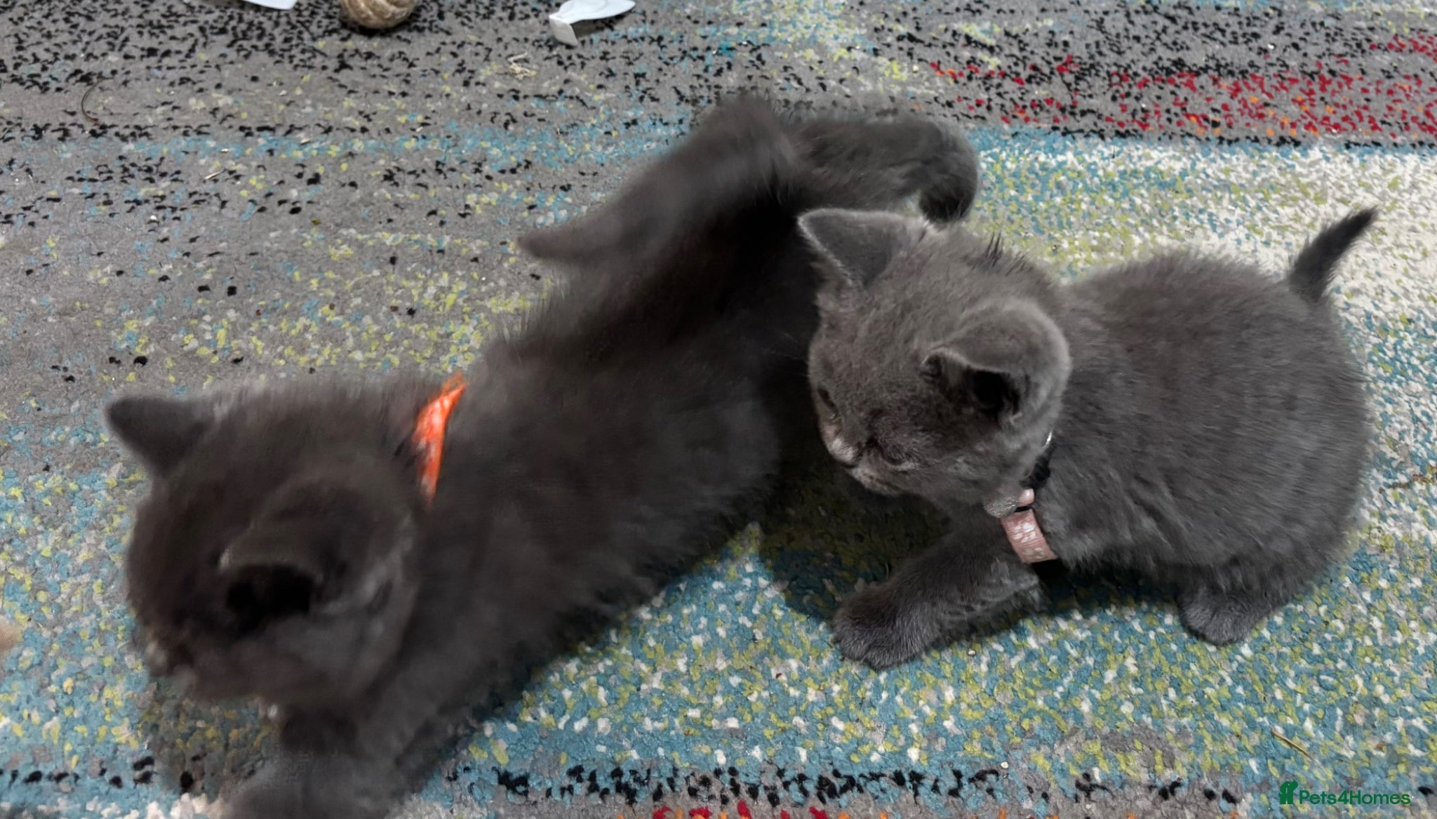 British Shorthair cats for sale: 1 beautiful British Blue - Advert 16