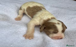 Sprocker dogs for sale: Merle, Chocolate & white spaniels  - Image 2