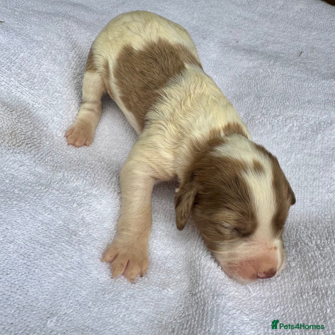 Sprocker dogs for sale: Merle, Chocolate & white spaniels  - Image 2