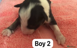 Border Collie dogs for sale: 10 border collies for sale  - Image 5