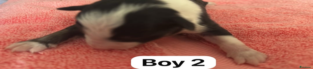 Border Collie Puppy 10