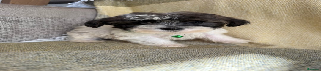 Shih Tzu Puppy green 