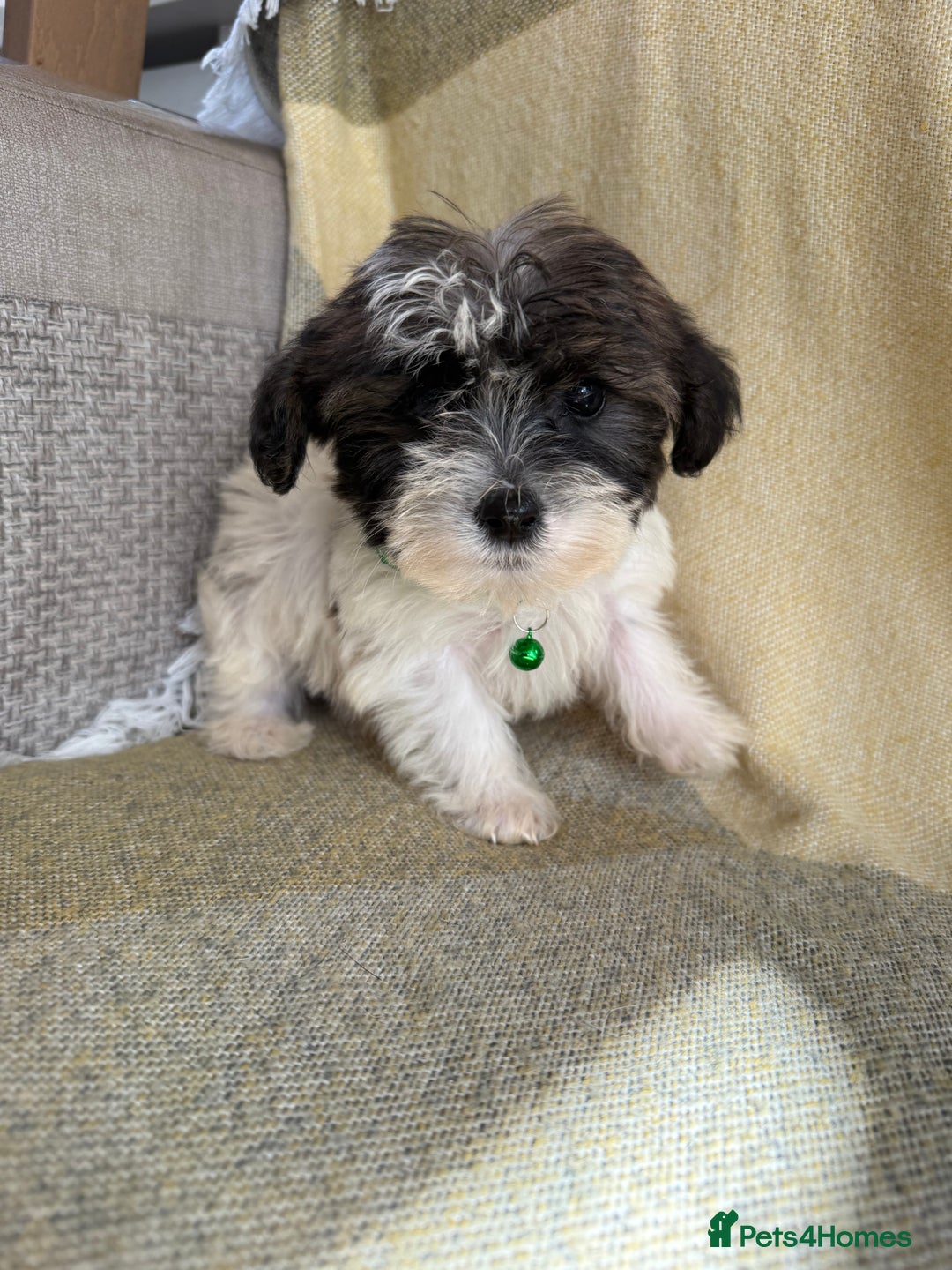 Shih Tzu dogs for sale: Shih tzu puppy’s  - Image 5