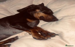 Dachshund dogs for sale: 3 year old female dachshund for sale  - Image 6