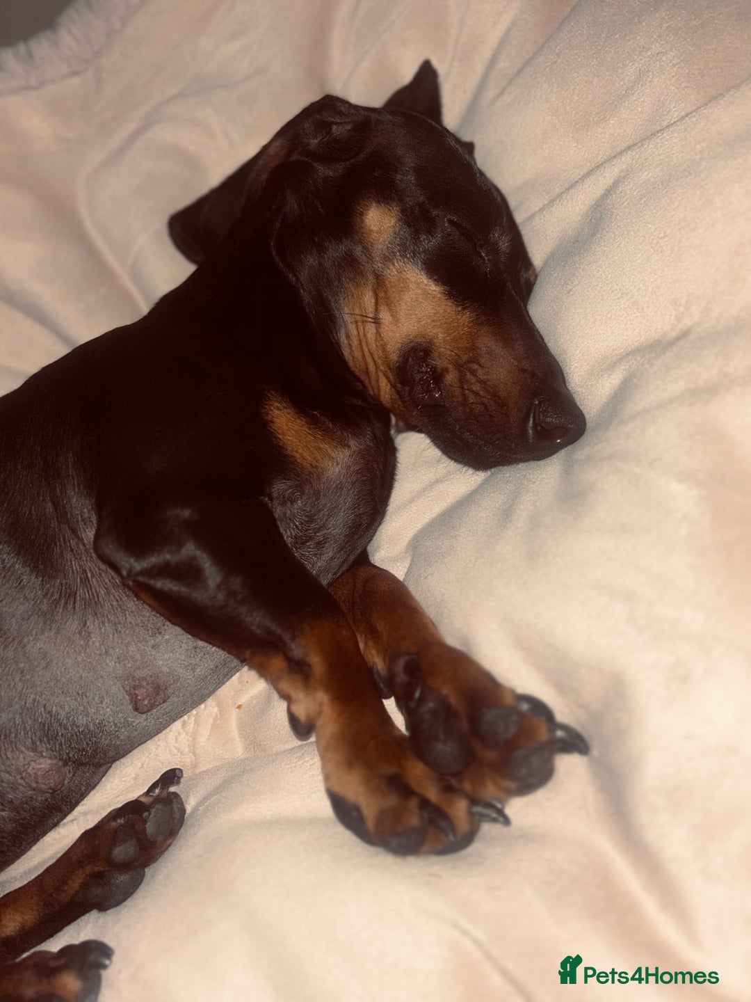 Dachshund dogs for sale: 3 year old female dachshund for sale  - Image 6