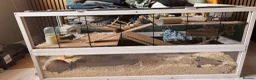 Mouse rodents for sale: 2 adorable mice for sale  - Advert 8