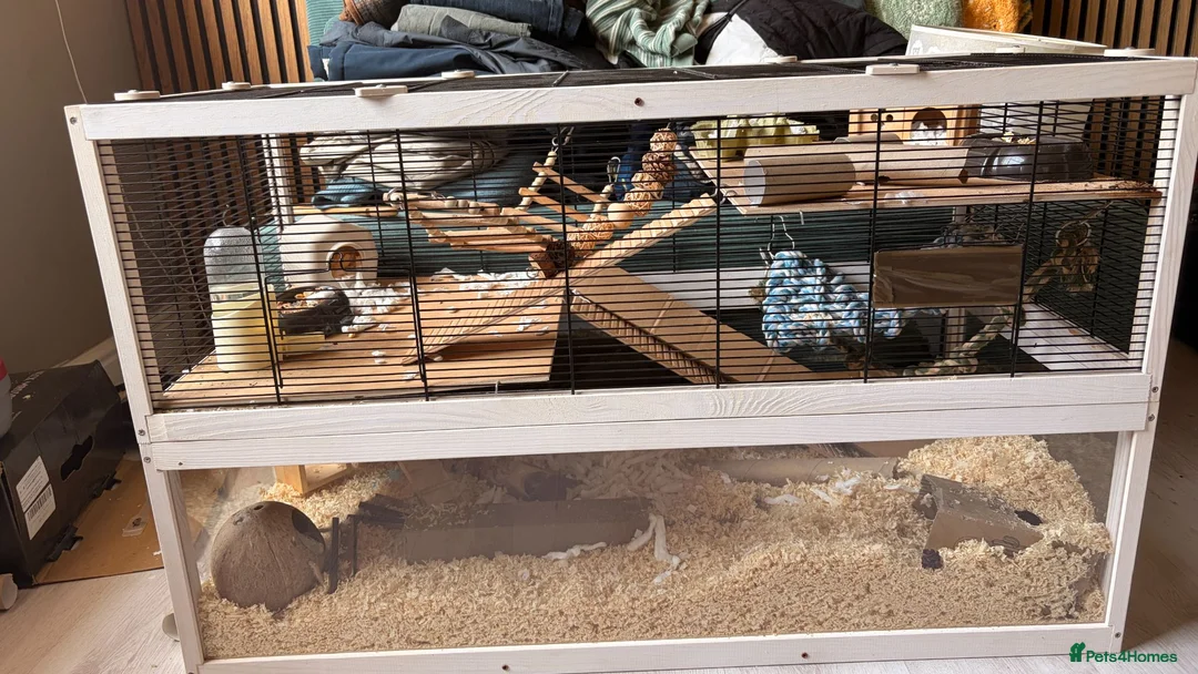 Mouse rodents for sale: 2 adorable mice for sale  - Advert 8